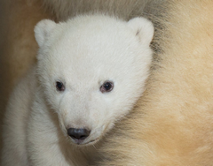 naissance d'un bébé ours blanc polaire en 2017