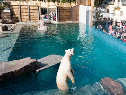 Ours blanc dans son bassin au zoo de Mulhouse