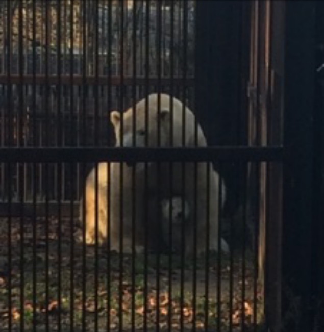 Nouvel ambassadeur ourson pour le zoo de Mulhouse