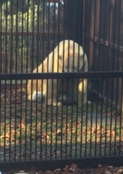Photo inédite ours polaire au zoo de Mulhouse