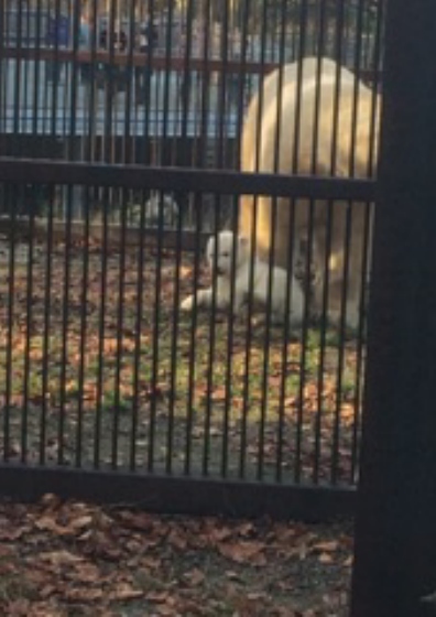 Photo inédite de la naissance d'un ourson dans un zoo