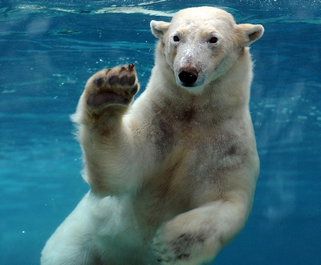 L'ours blanc de Mulhouse vous salue