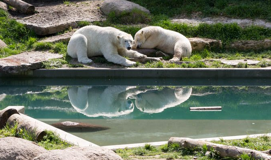 Deux ours polaires au zoo de Mulhouse