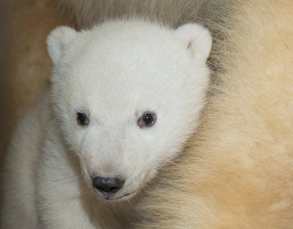 Onmyweb Fr Naissance D Un Bebe Ours Polaire A Mulhouse